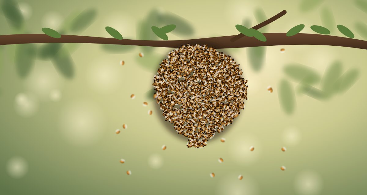 A swarm of honeybees hanging from a branch